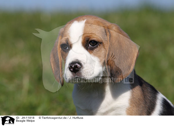 Beagle Welpe / Beagle Puppy / JH-11818
