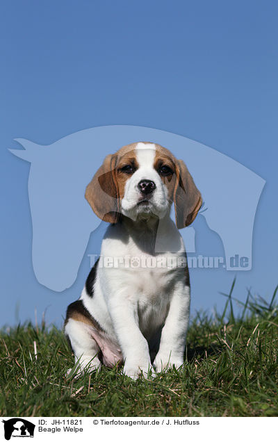 Beagle Welpe / JH-11821