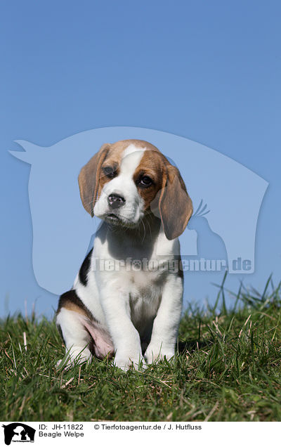 Beagle Welpe / JH-11822