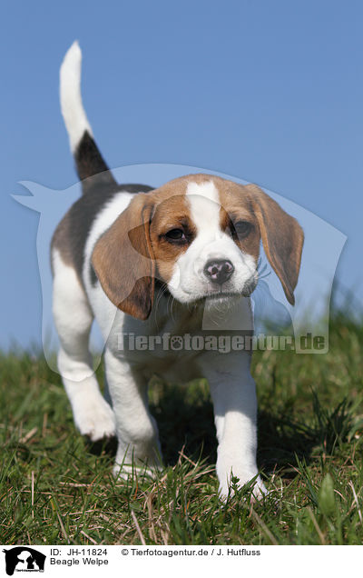 Beagle Welpe / Beagle Puppy / JH-11824