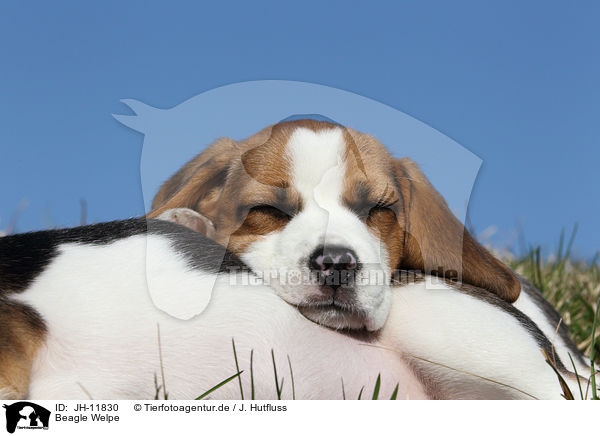 Beagle Welpe / Beagle Puppy / JH-11830