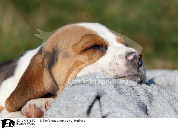 Beagle Welpe / Beagle Puppy / JH-11839