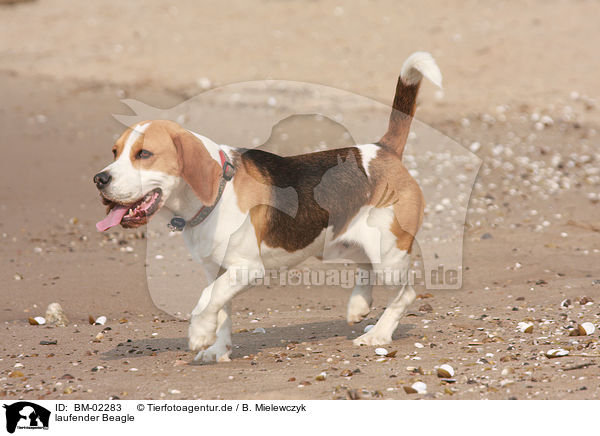 laufender Beagle / walking Beagle / BM-02283