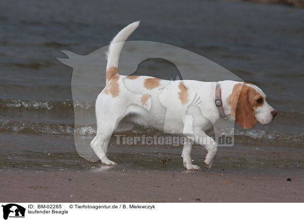 laufender Beagle / walking Beagle / BM-02285