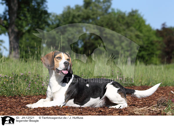 liegender Beagle / lying Beagle / JH-12521