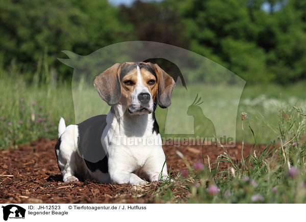 liegender Beagle / lying Beagle / JH-12523