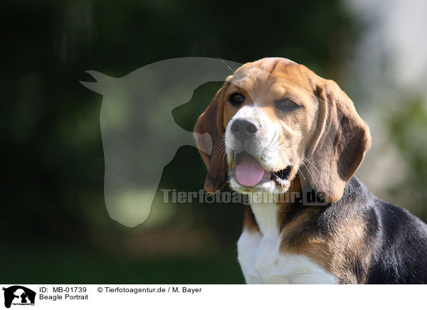 Beagle Portrait / Beagle Portrait / MB-01739