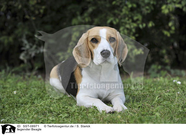 liegender Beagle / SST-08971