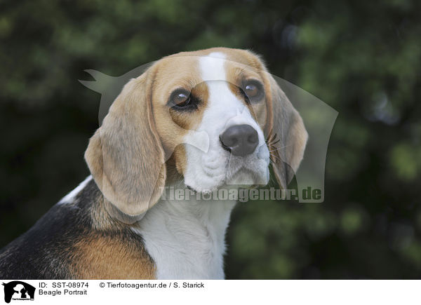 Beagle Portrait / SST-08974