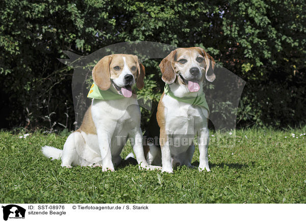 sitzende Beagle / SST-08976