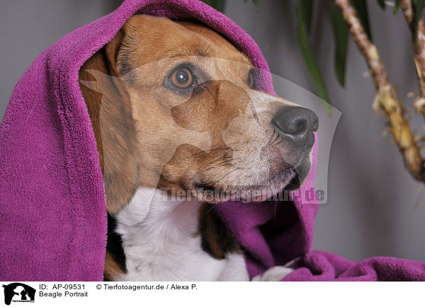 Beagle Portrait / AP-09531