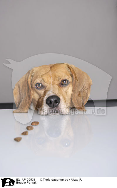 Beagle Portrait / Beagle Portrait / AP-09538