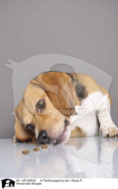 fressender Beagle / eating Beagle / AP-09539