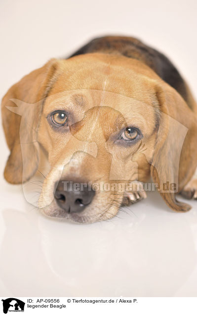 liegender Beagle / lying Beagle / AP-09556