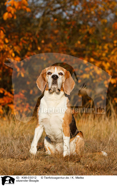 sitzender Beagle / KMI-03012