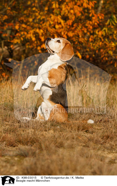 Beagle macht Mnnchen / Beagle shows trick / KMI-03015