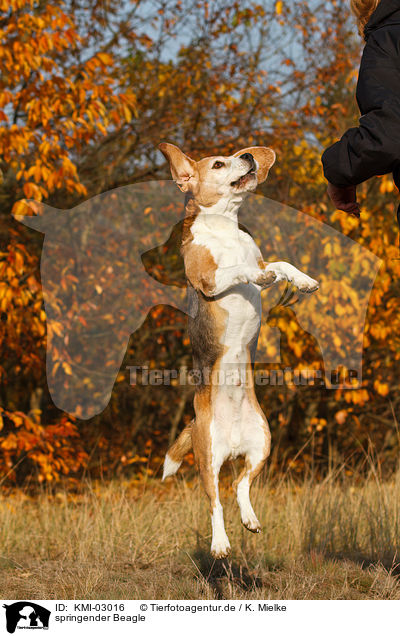 springender Beagle / jumping Beagle / KMI-03016