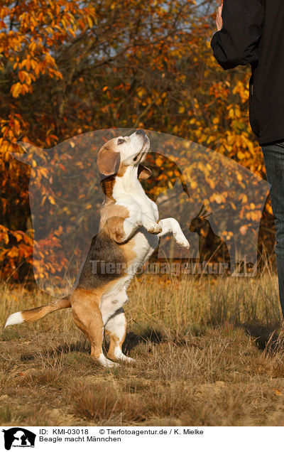 Beagle macht Mnnchen / Beagle shows trick / KMI-03018