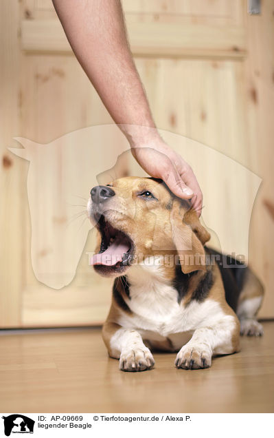 liegender Beagle / lying Beagle / AP-09669