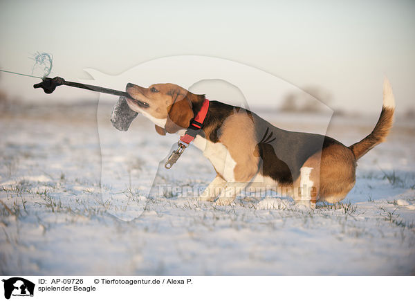 spielender Beagle / playing Beagle / AP-09726