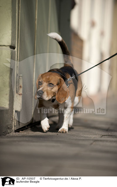 laufender Beagle / walking Beagle / AP-10507