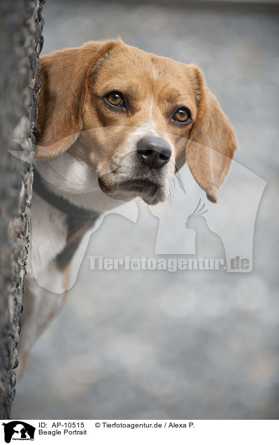 Beagle Portrait / Beagle Portrait / AP-10515