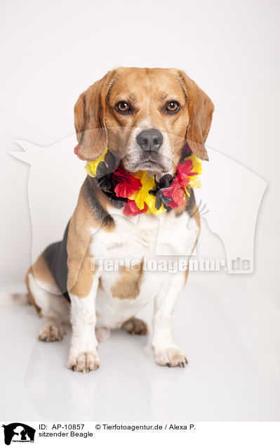 sitzender Beagle / sitting Beagle / AP-10857