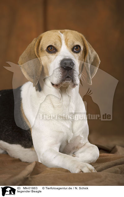 liegender Beagle / NN-01863