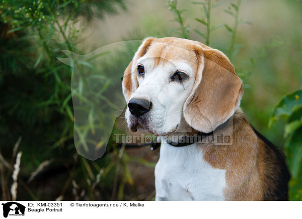 Beagle Portrait / Beagle Portrait / KMI-03351
