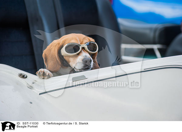 Beagle Portrait / Beagle Portrait / SST-11030