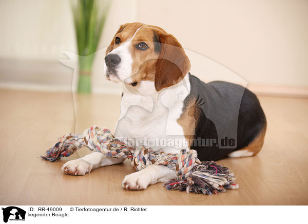 liegender Beagle / lying Beagle / RR-49009