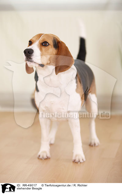 stehender Beagle / standing Beagle / RR-49017