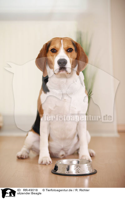 sitzender Beagle / sitting Beagle / RR-49018