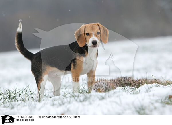 junger Beagle / young Beagle / KL-10689