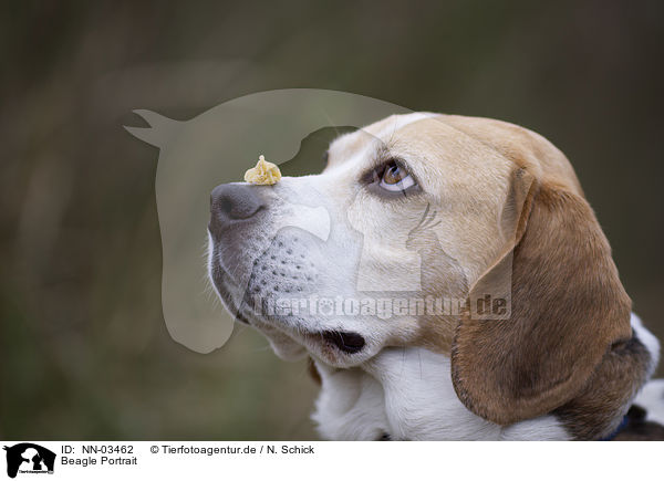 Beagle Portrait / NN-03462