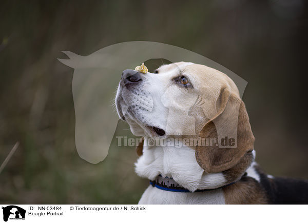 Beagle Portrait / Beagle Portrait / NN-03484