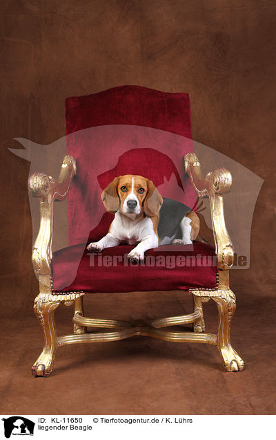 liegender Beagle / lying Beagle / KL-11650
