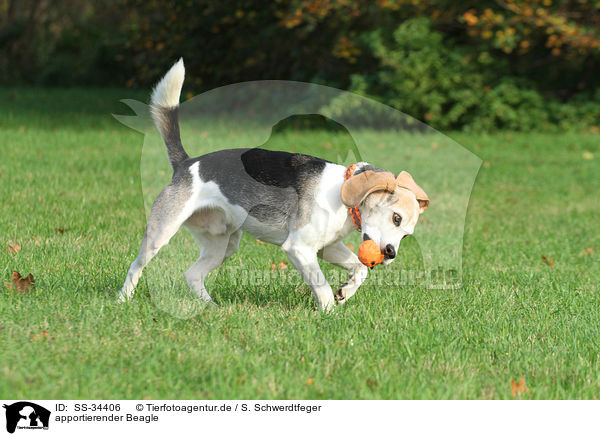 apportierender Beagle / retrieving Beagle / SS-34406