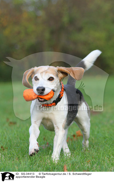 apportierender Beagle / SS-34413