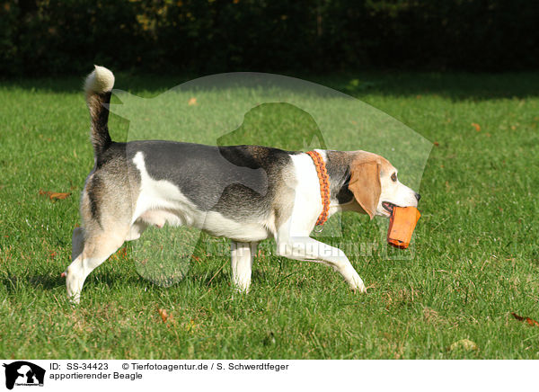 apportierender Beagle / retrieving Beagle / SS-34423