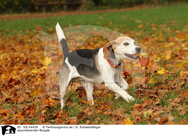 apportierender Beagle / SS-34429