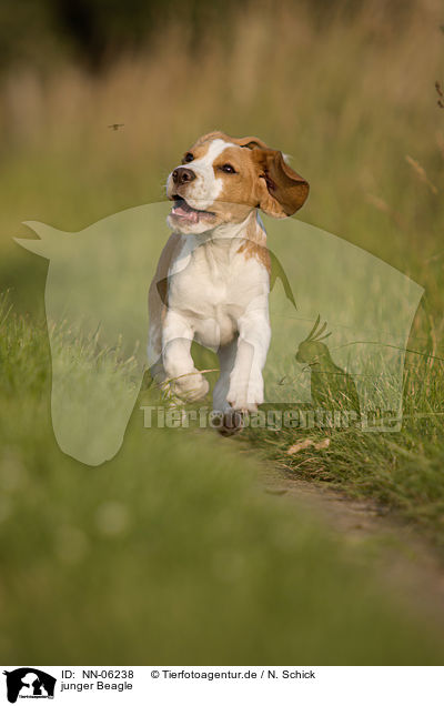 junger Beagle / young Beagle / NN-06238