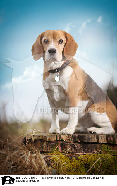 sitzender Beagle / sitting Beagle / CDE-01003