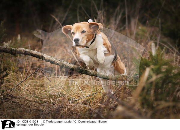 springender Beagle / jumping Beagle / CDE-01008