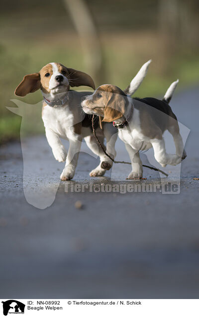 Beagle Welpen / Beagle Puppies / NN-08992