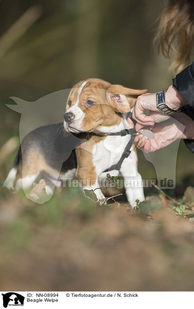 Beagle Welpe / Beagle Puppy / NN-08994