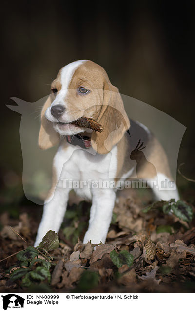 Beagle Welpe / Beagle Puppy / NN-08999