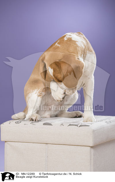 Beagle zeigt Kunststck / Beagle shows trick / NN-12289