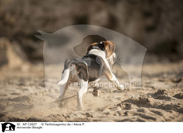 rennender Beagle / running Beagle / AP-12607