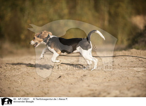 rennender Beagle / running Beagle / AP-12621